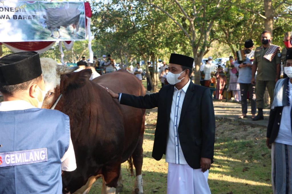Sapi Lombok Timur bobot 1,5 ton disumbang presiden Jokowi untuk NTB