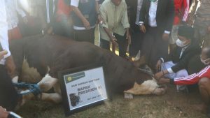 Ratusan pengawas hewan kurban diterjunkan Pemprov NTB