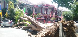 Pohon besar tumbang menimpa Lapas kelas I Mataram dan sejumlah motor dan mobil