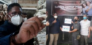 HBK Peduli dukung budidaya jamur tiram di Lombok, dinilai layak ditingkatkan