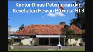 Dugaan mafia dan monopoli puluhan paket proyek menggema pada dinas peternakan NTB