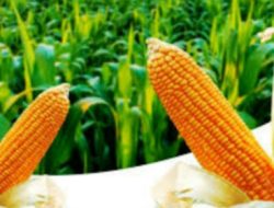 Pemprov didorong bangun pabrik pakan di NTB tingkatkan harga jagung