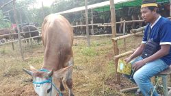 Ketua Asosiasi Peternak dan Pedagang Sapi Bima (APPSBI) Furkan Sangiang saat menjaga sapinya di Jakarta. (Iba/Ist)