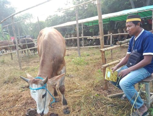 Ketua Asosiasi Peternak dan Pedagang Sapi Bima (APPSBI) Furkan Sangiang saat menjaga sapinya di Jakarta. (Iba/Ist)