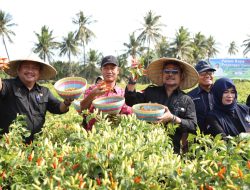 Mentan SYL Dukung Penuh Pengembangan Cabai di Lombok Timur