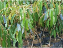 DLHK NTB Serahkan Ratusan Bibit Pohon di Desa Sekaroh Lotim