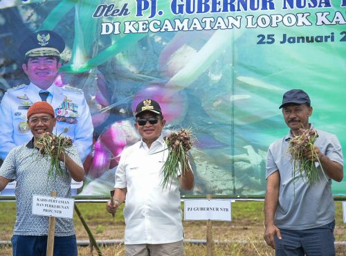 Pj Gubernur NTB Hassanudin bersama petani memanen bawang merah di Sumbawa, Jumat 24 Januari 2025. (Man)