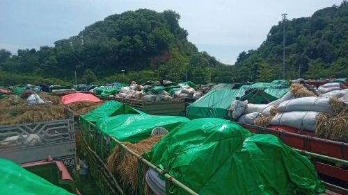 Penumpukan truk pengangkut sapi di Pelabuhan Gili Mas, Kecamatan Sekotong Kabupaten Lombok Barat. (Iba/Ist)