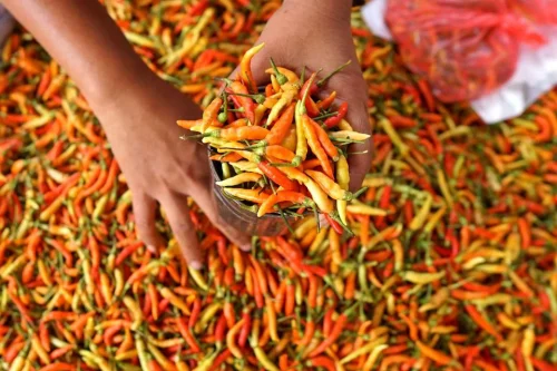 Cabai merah. (Iba/Katadata)