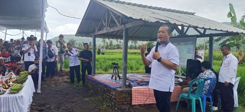 Gubernur NTB Lalu Muhamad Iqbal saat menggelar panen raya di Desa Banyu Urip Lombok Barat. (Iba)