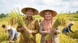 Gubernur Lalu Muhamad Iqbal dan Wakil Gubernur NTB Indah Dhamayanti Putri saat panen raya padi. (Iba)
