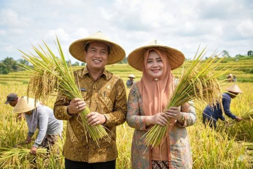 Gubernur Lalu Muhamad Iqbal dan Wakil Gubernur NTB Indah Dhamayanti Putri saat panen raya padi. (Iba)